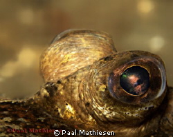 Flatfish (Pleuronectiformes) by Paal Mathiesen 